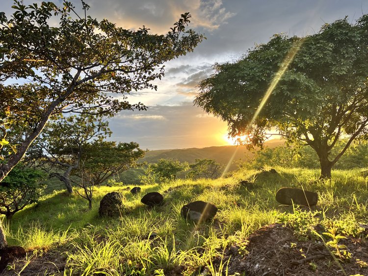 Sunset over Veritas Village Coronado: grassy hillside with trees and rocks, sunlight streaming through the tree branches.