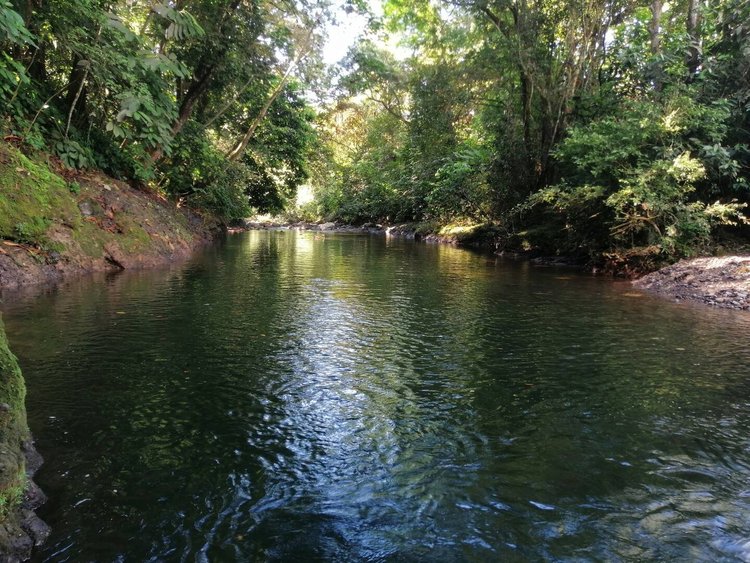 A peaceful creek flowing through a dense green forest with sunlight filtering through trees.