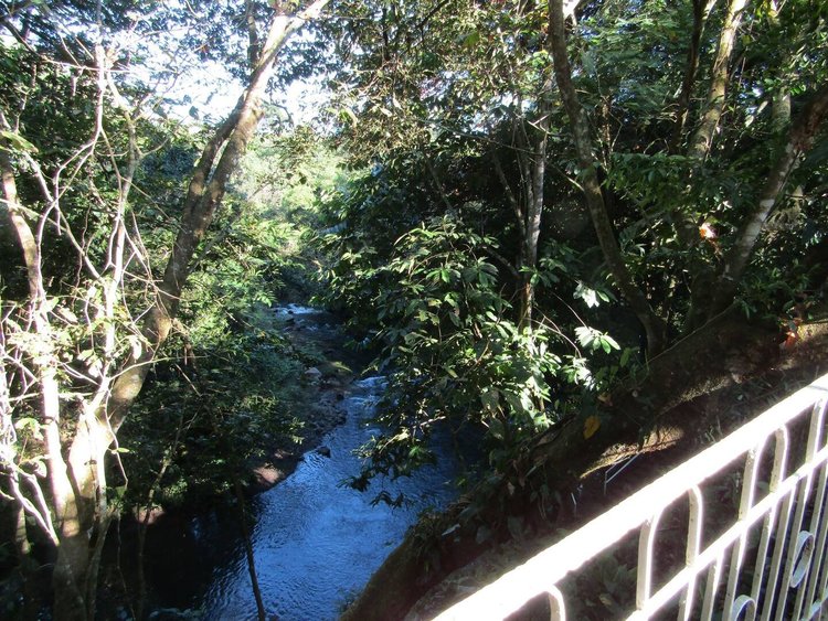 A river flowing through a dense, green forest with trees and foliage surrounding it.